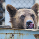 Image for article titled Park rangers issue warning: genius bears are coming for your pic-a-nic basket